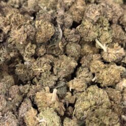 Alternative view of Gumbo Smalls (AAA)