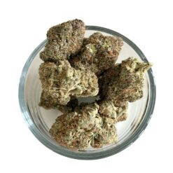 Alternative view of Orange Chemsicle (RARE AAAA+)
